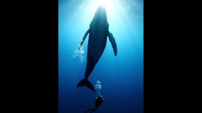 皇冠8x8x在线观看 - 深蓝星球：探索海洋深处的未知世界